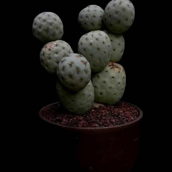 Tephrocactus alexanderi Corteza