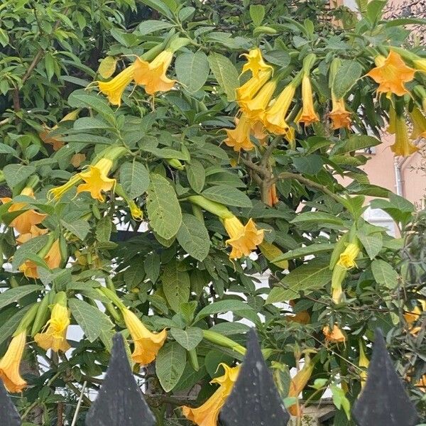 Brugmansia suaveolens Цветок