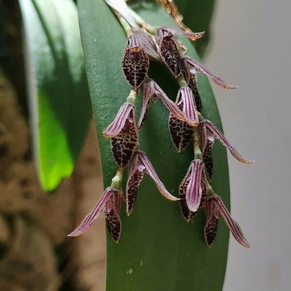 Acianthera pubescens 花