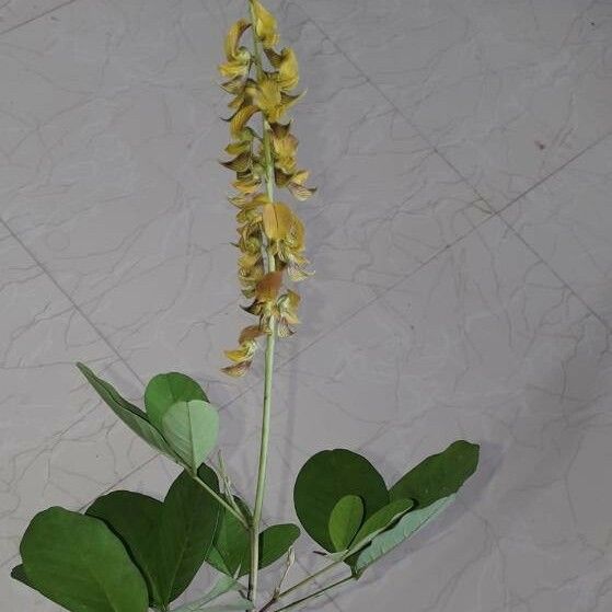 Crotalaria pallida Λουλούδι