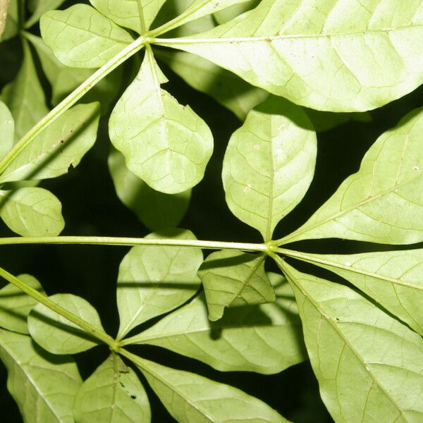 Parmentiera valerii Leaf