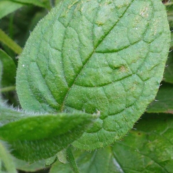 Pentaglottis sempervirens Ліст