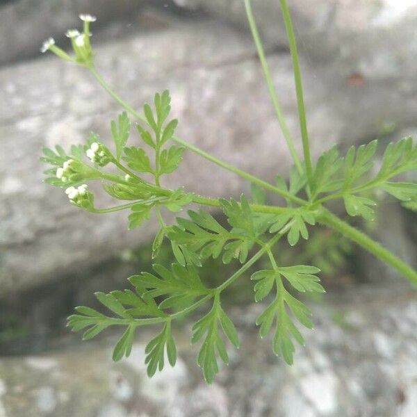 Chaerophyllum tainturieri Leaf