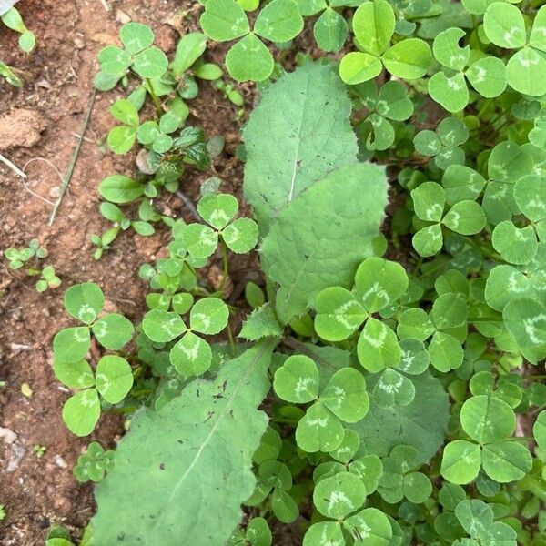 Lactuca virosa Листок