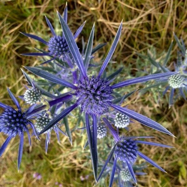 Eryngium bourgatii Flower