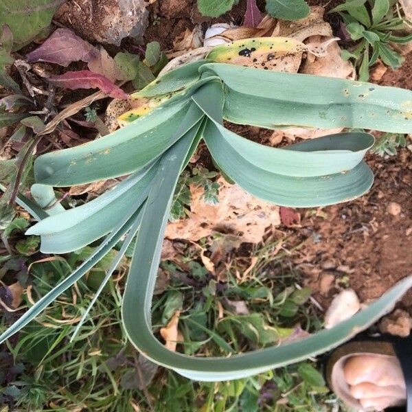 Allium porrum Leaf