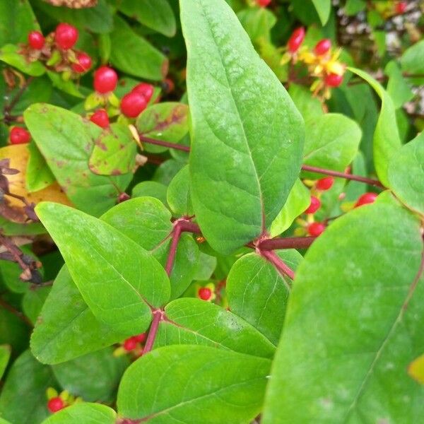 Hypericum androsaemum 葉