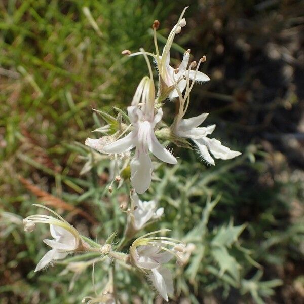 Teucrium pseudochamaepitys फूल