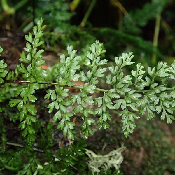 Asplenium abyssinicum Leaf