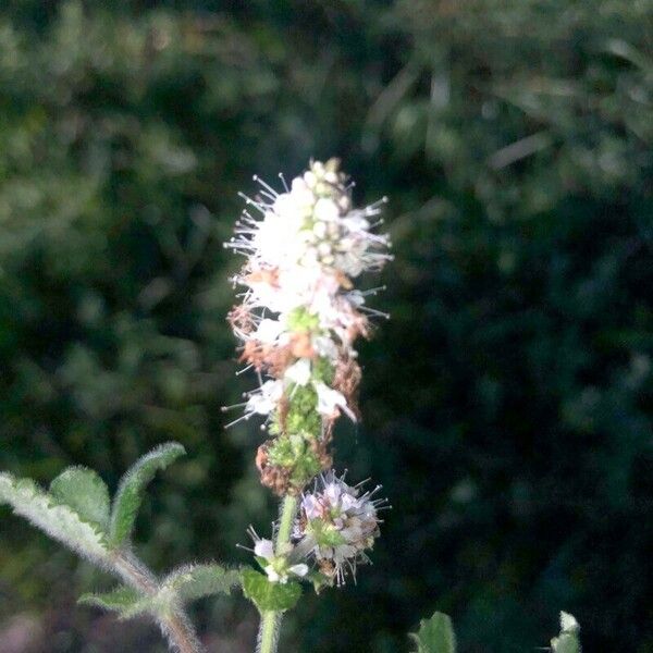 Mentha × rotundifolia Blüte