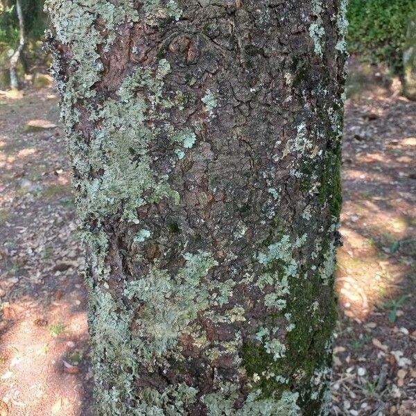 Quercus faginea പുറംതൊലി