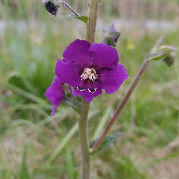 Verbascum phoeniceum Flower