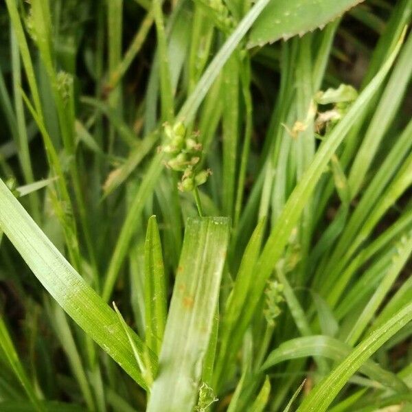 Carex blanda Flower