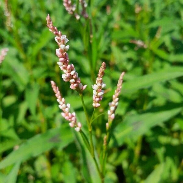 Persicaria maculosa Flower