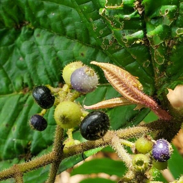 Miconia ibaguensis Plod