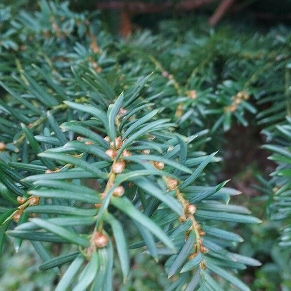 Taxus brevifolia برگ