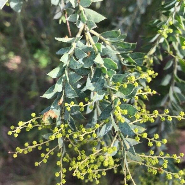 Acacia cultriformis Fuelha