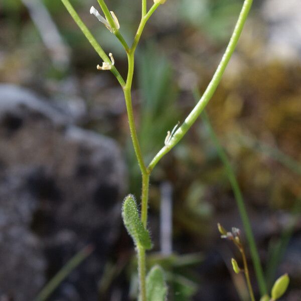 Arabis auriculata Habit