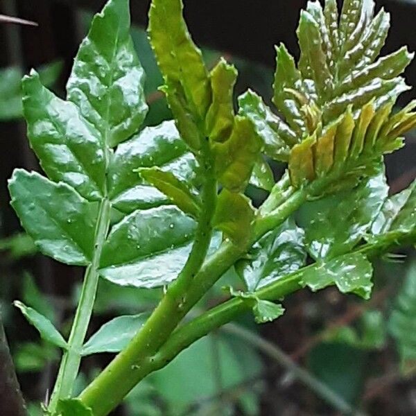 Zanthoxylum piperitum Blad