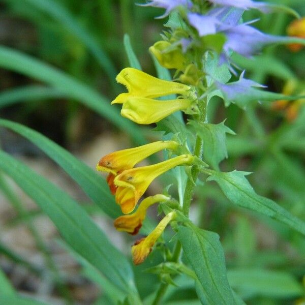 Melampyrum nemorosum Цвят