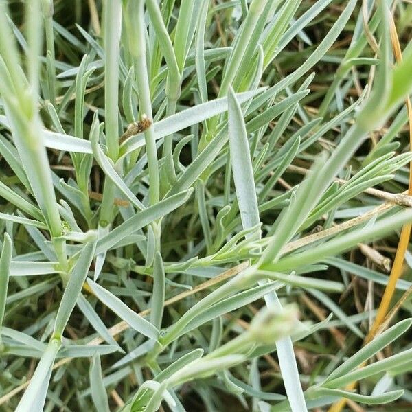 Dianthus plumarius Leaf