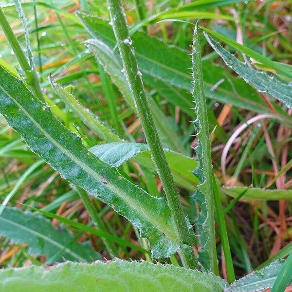 Cirsium dissectum पत्ता