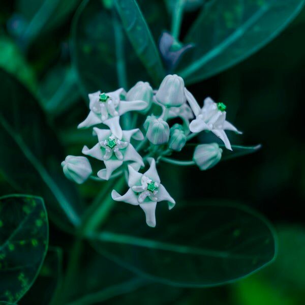 Calotropis gigantea Blodyn