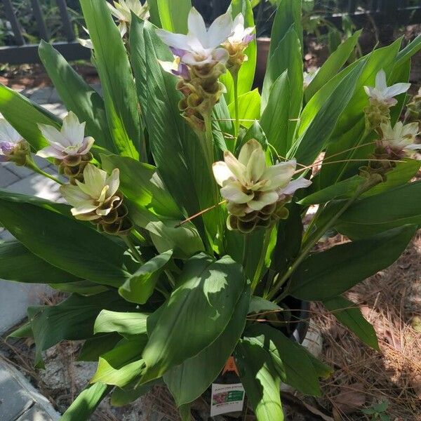 Curcuma longa 花