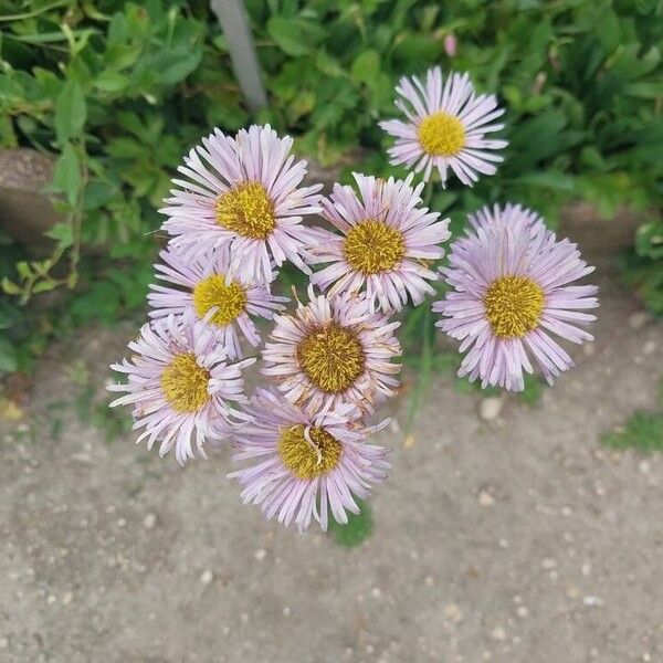 Erigeron glabellus Flor