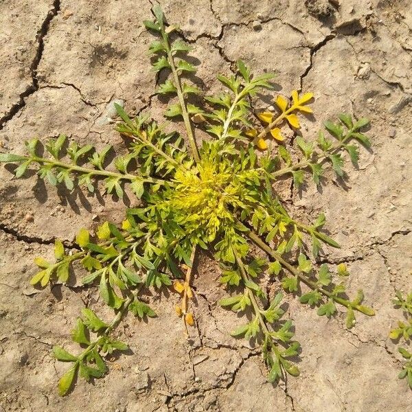 Lepidium bonariense Folha