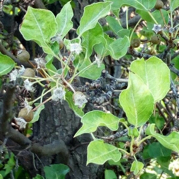 Pyrus spinosa Folha