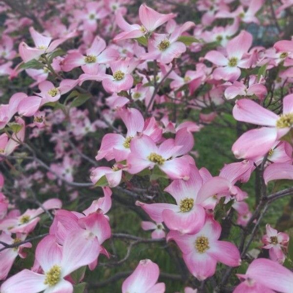 Cornus florida फूल