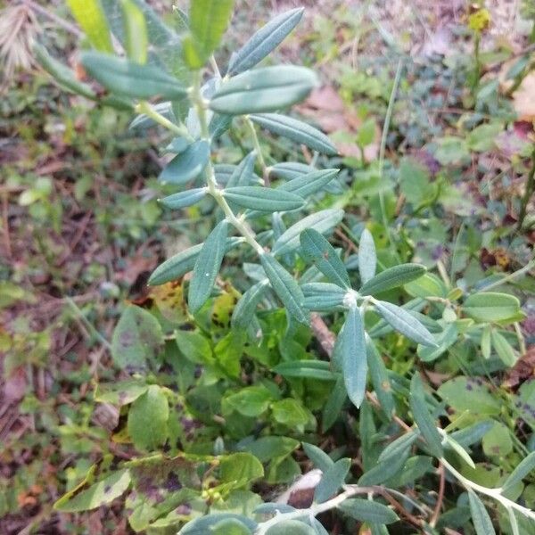 Andromeda polifolia Листок