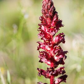 Orobanche foetida Cvet