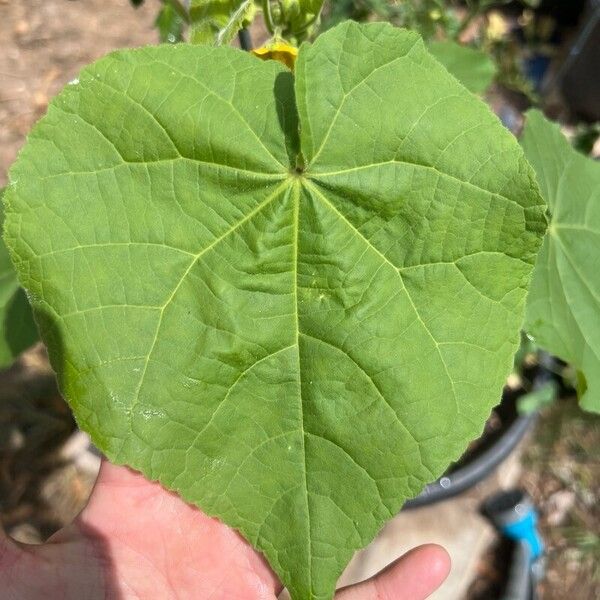 Abutilon theophrasti Folha