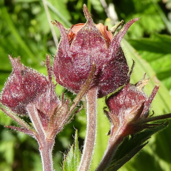 Geum rivale ᱵᱟᱦᱟ