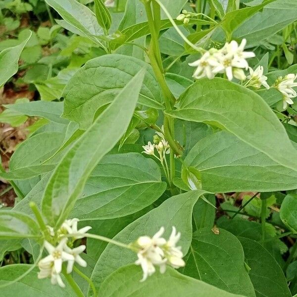 Vincetoxicum hirundinaria Flor