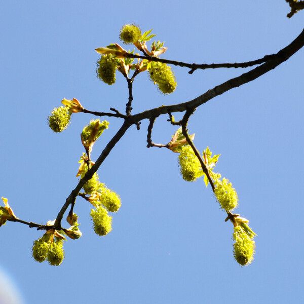 Acer macrophyllum Žiedas