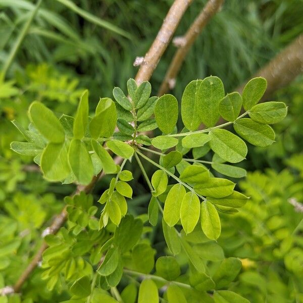 Caragana arborescens Leaf