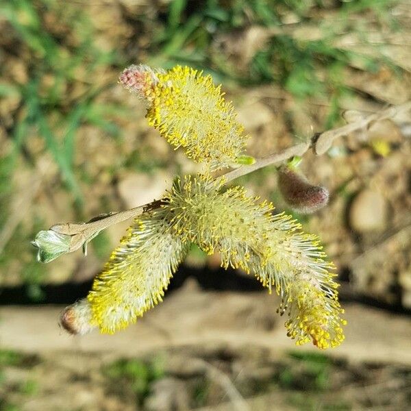 Salix cinerea Fruit