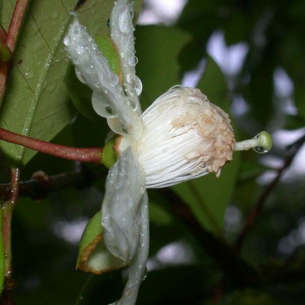 Psidium friedrichsthalianum Fruit