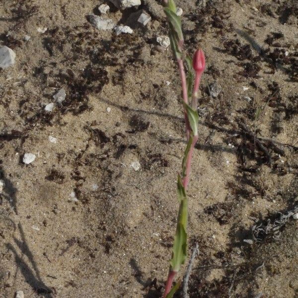 Oenothera parodiana Habitat