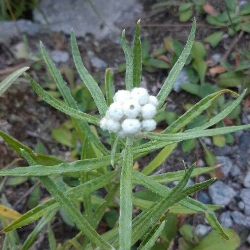 Anaphalis margaritacea Blatt