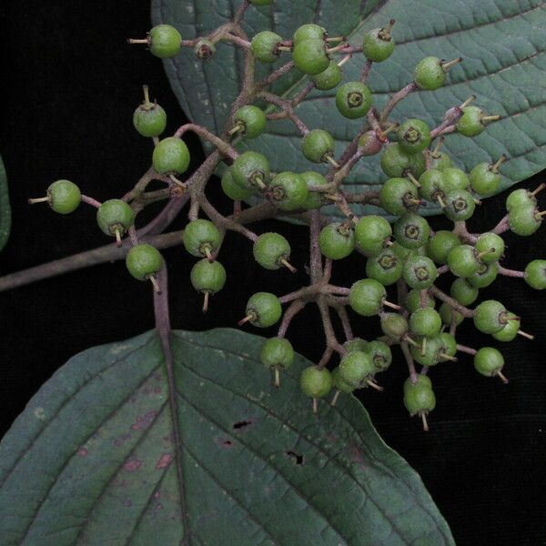 Cornus macrophylla Habitus