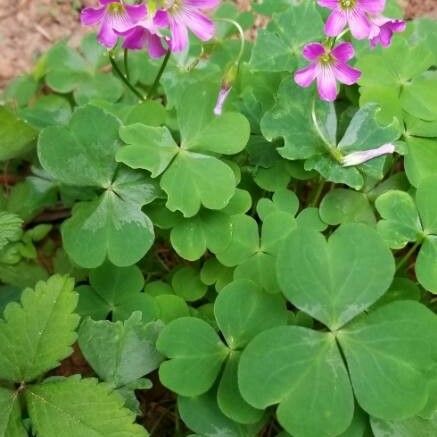 Oxalis debilis Leaf