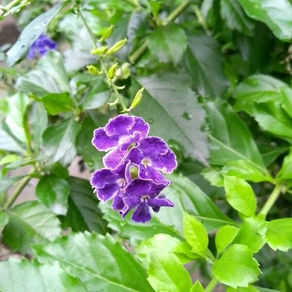 Duranta erecta फूल