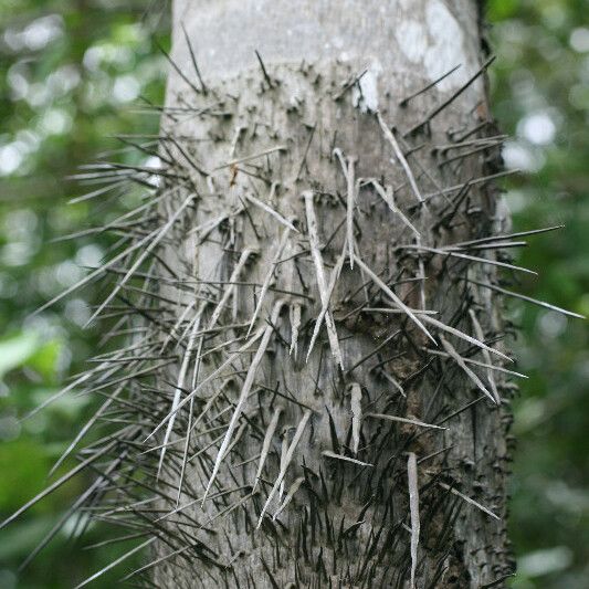 Bactris gasipaes Кора