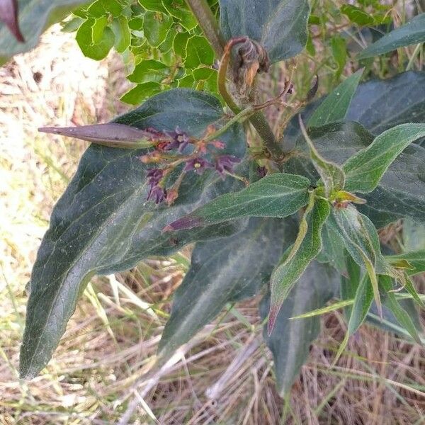 Vincetoxicum hirundinaria Fruit