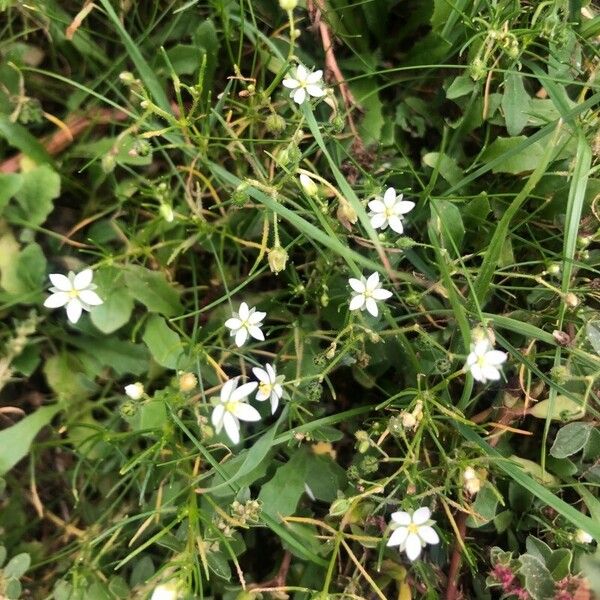 Spergula arvensis Žiedas