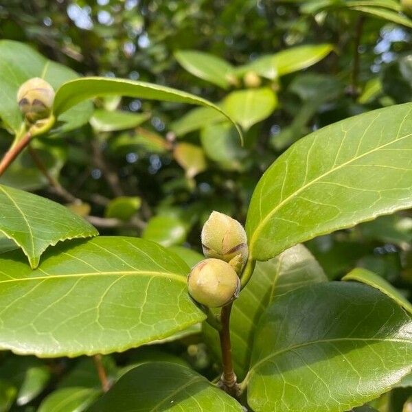 Camellia sasanqua Feuille